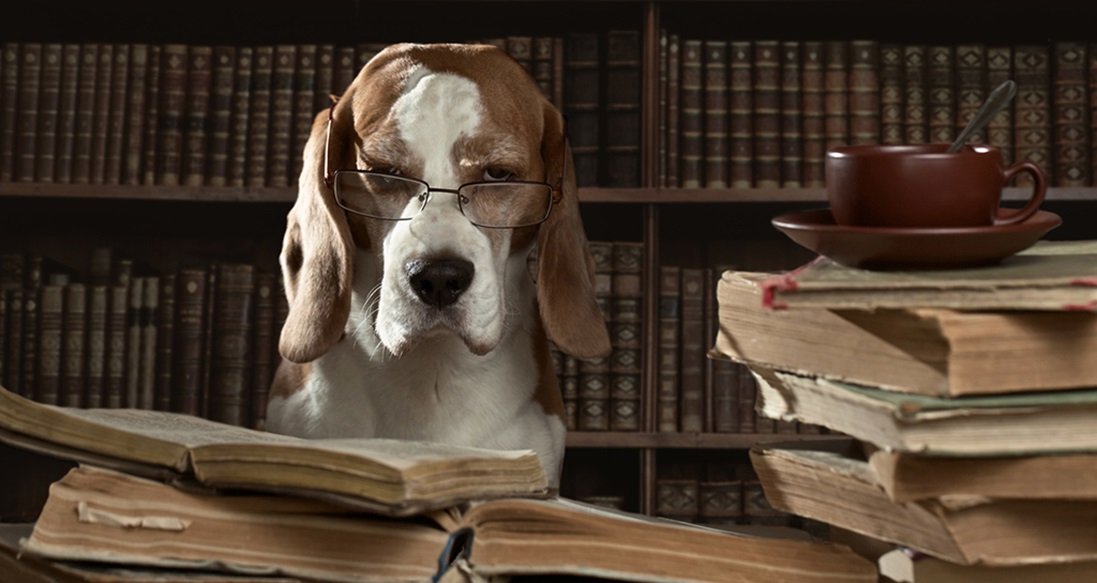 NYC Pet Leave Bill: A Groundbreaking Proposal for Employee Benefits