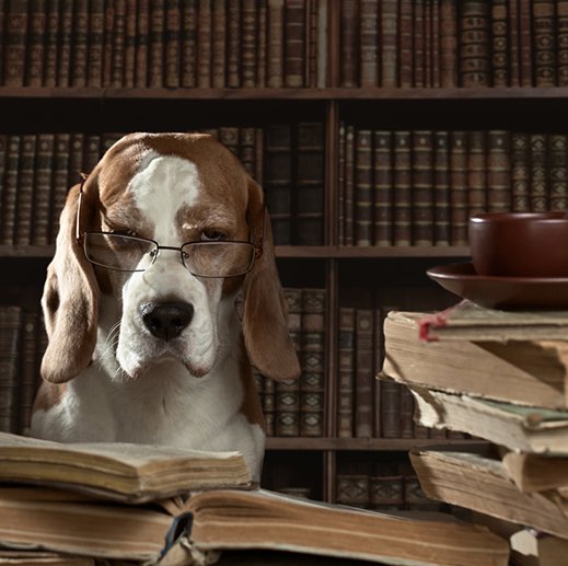 NYC Pet Leave Bill: A Groundbreaking Proposal for Employee Benefits